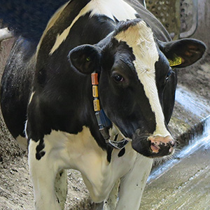 Närbild på en SLB-ko. Foto.