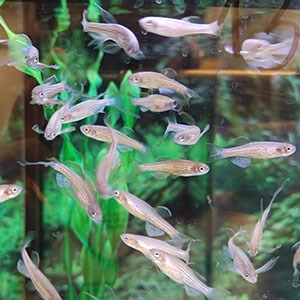 Ett stim zebrafiskar i ett akvarium med gröna blad i bakgrunden. Foto.