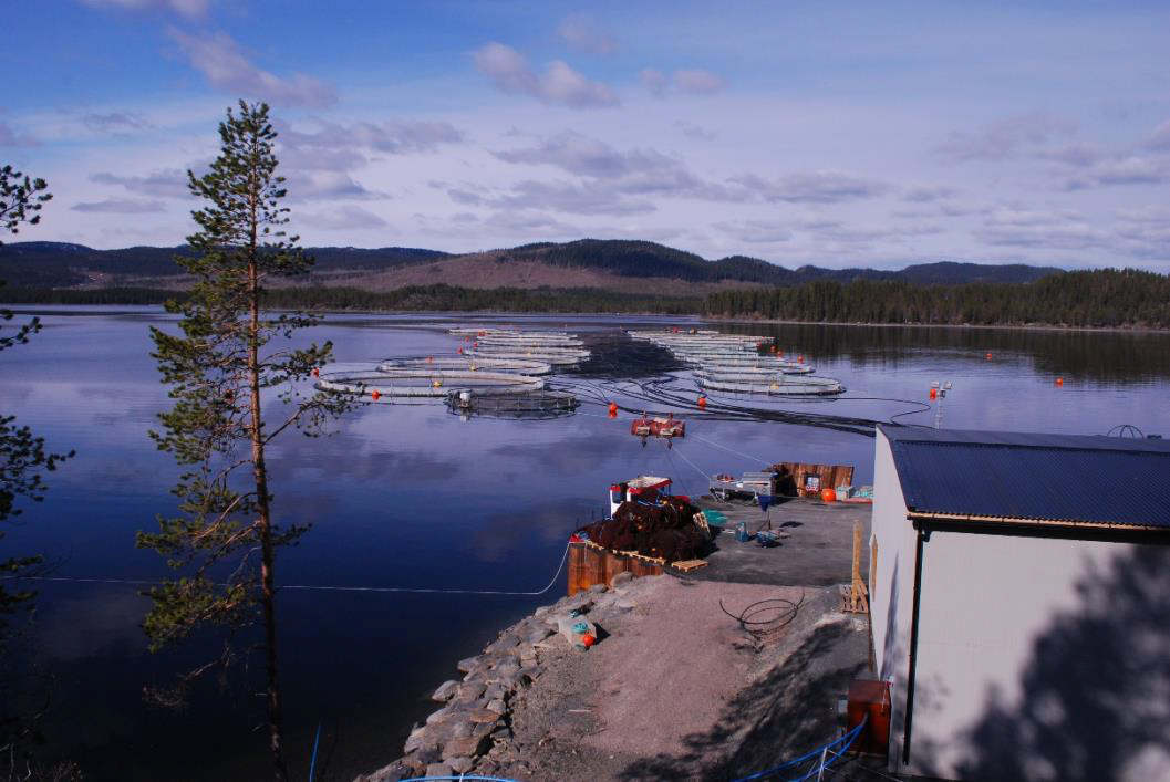 En kassodling för regnbåge i Ströms-Vattudal i Jämtland. Foto. 