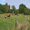 Brown and white cow in natural pasture stands and looks into the camera. Grass, trees and bushes grow in the meadow, a small road runs to the right.