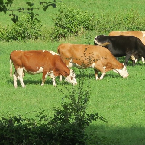 Fyra kor, två ljusbruna, en rödvit och en svart betar på rad i en grön hage.