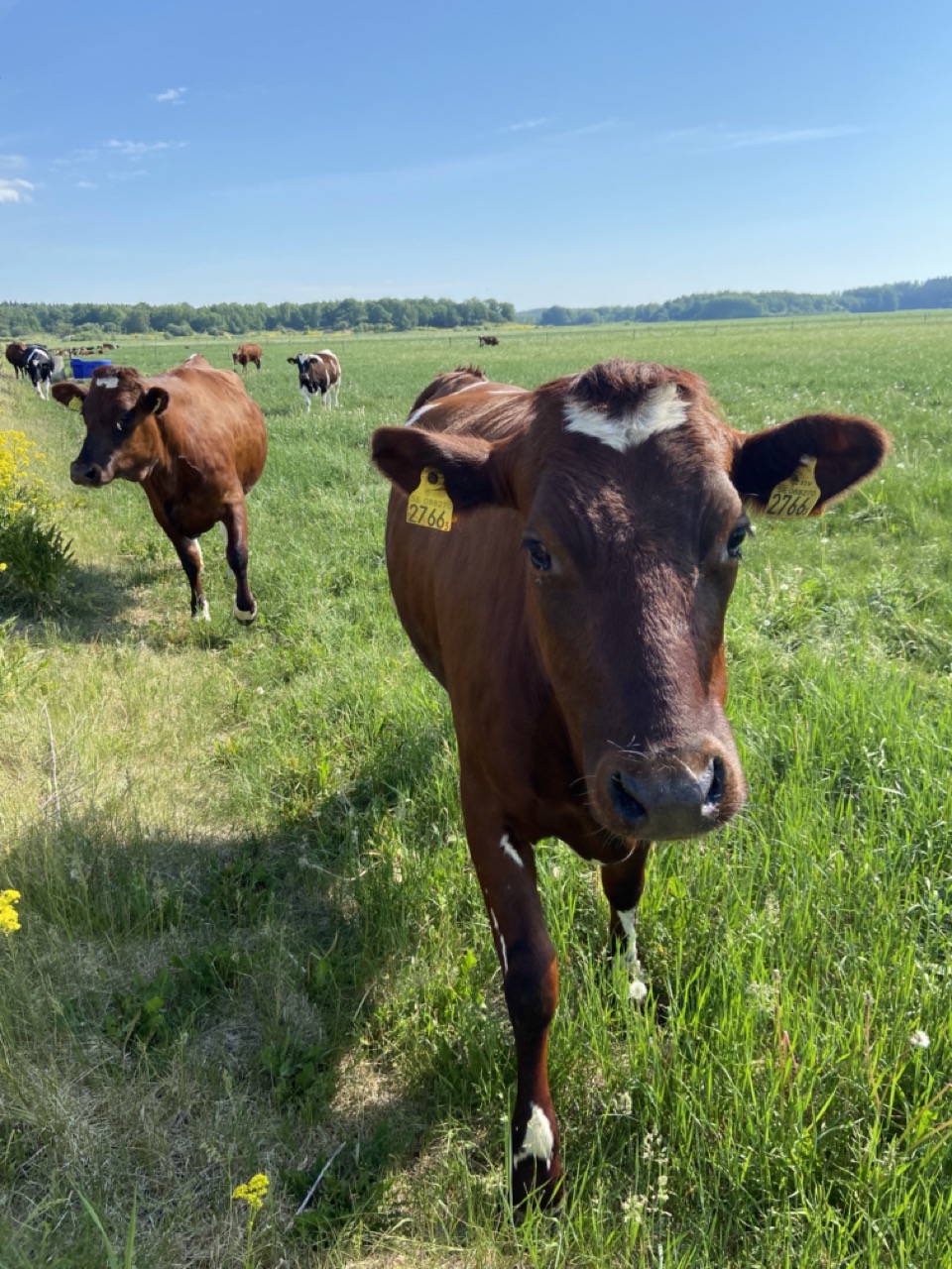 Bruna kvigor i grön beteshage, blå himmel i bakgrunden.