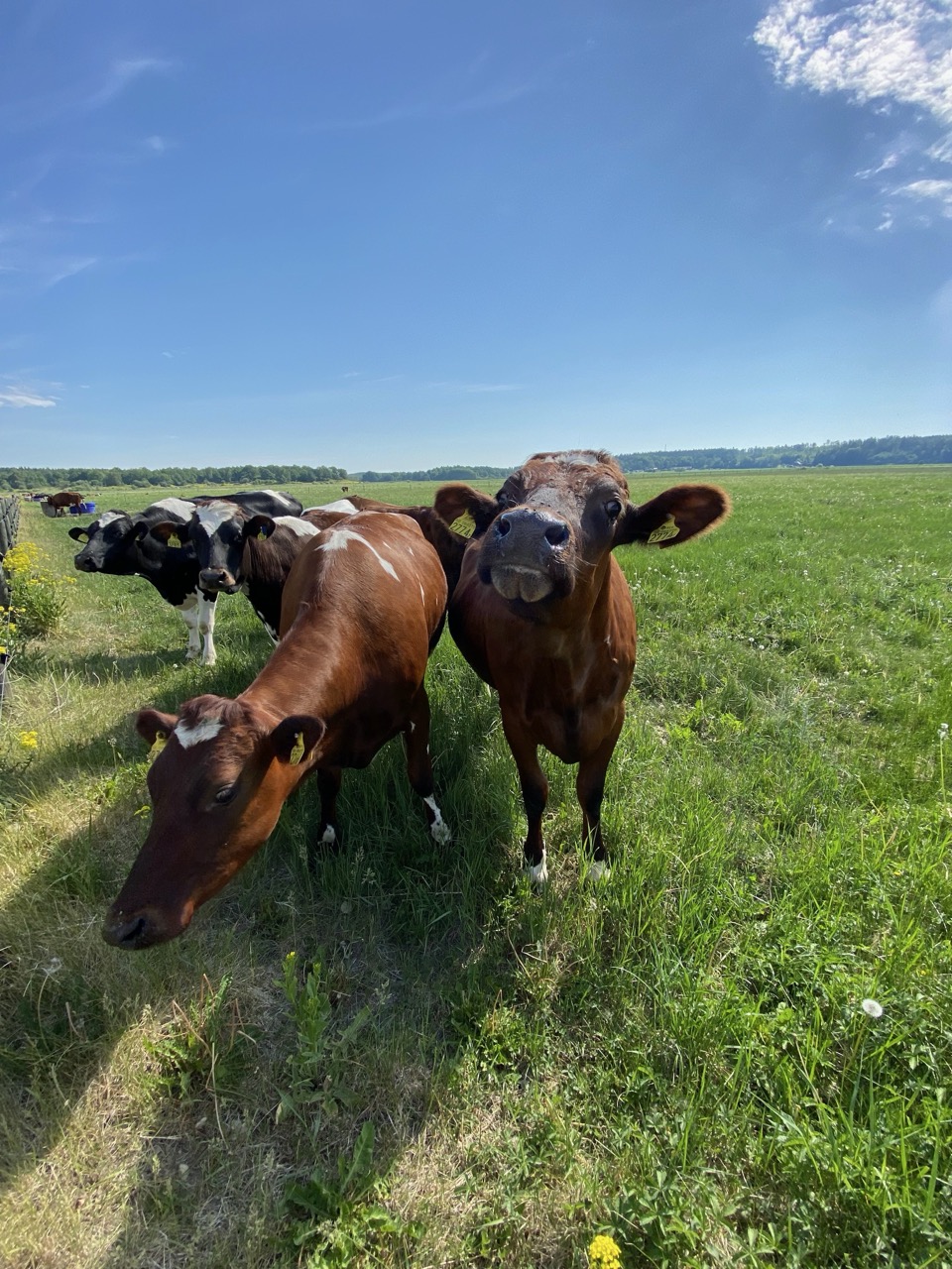 Foto av två ljusbruna kvigor i en beteshage. Kvigorna tittar in i kameran, blå himmel bakom.