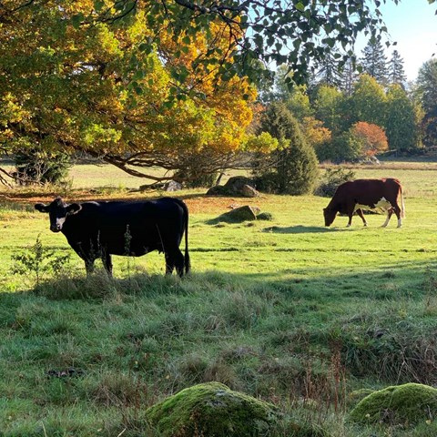 Två kor betar i en naturbeteshage med mycket träd och buskar.