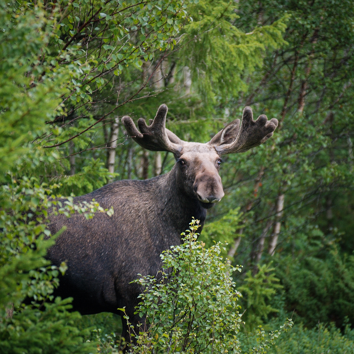 Älgoxe bland gröna träd. Foto.
