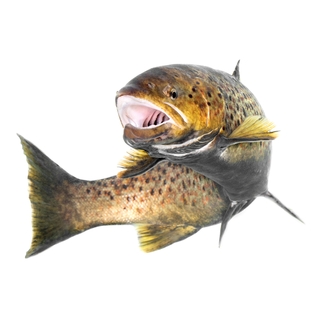 Öring i lekdräkt fotad mot vit bakgrund.