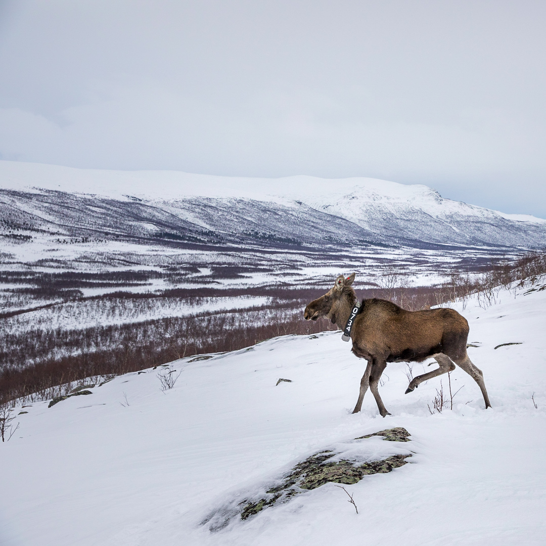 Älg i fjällområdet vintertid med halsband. Foto.
