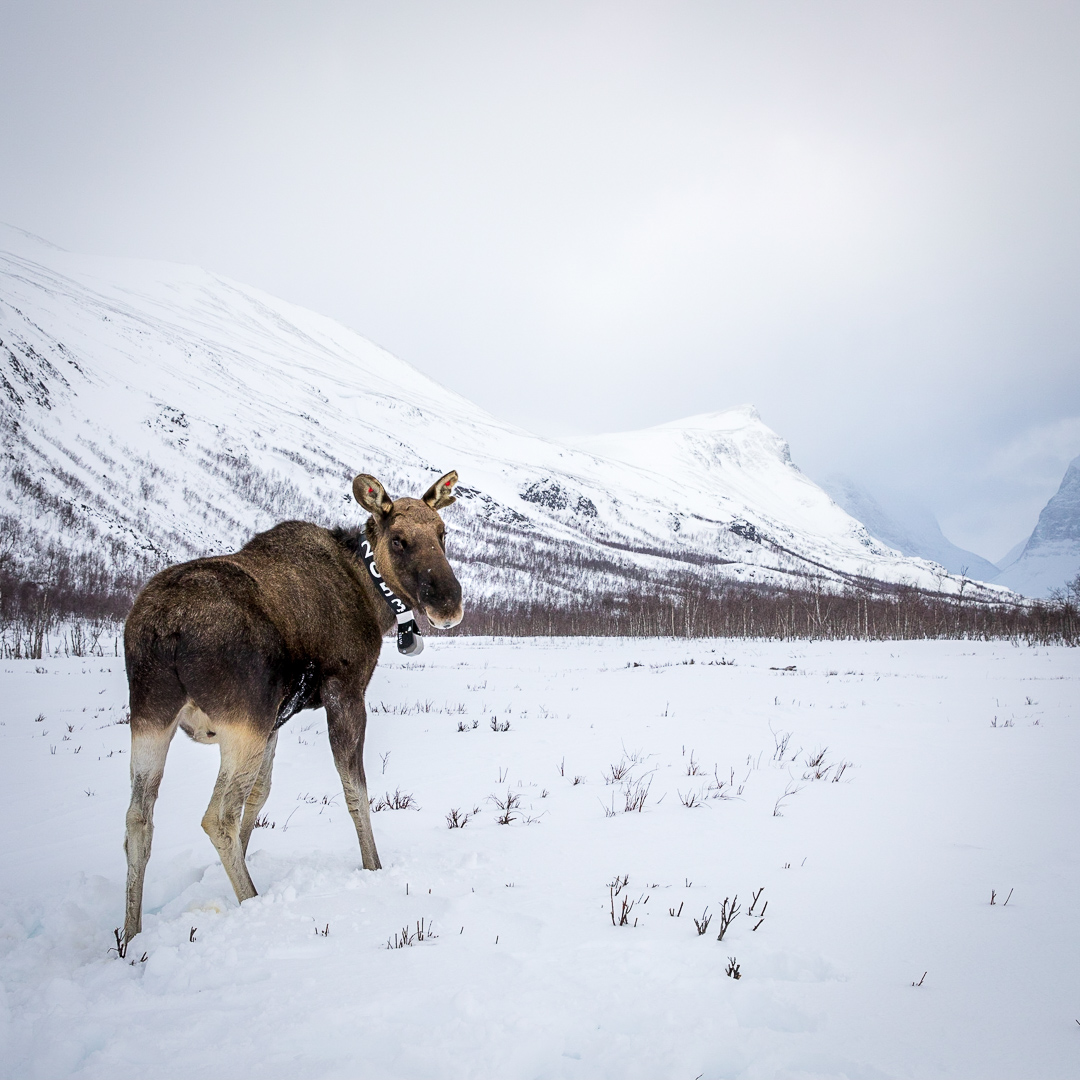 Älg i fjällområde vintertid med halsband. Foto.