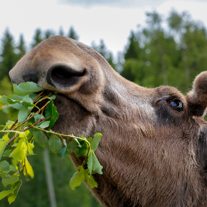 Älg som äter löv. Foto.