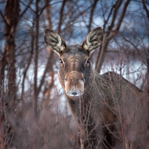 Älg bland grenar, vintertid. Foto.