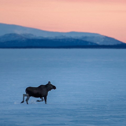 Älg i fjällmiljö, vintertid. Foto.