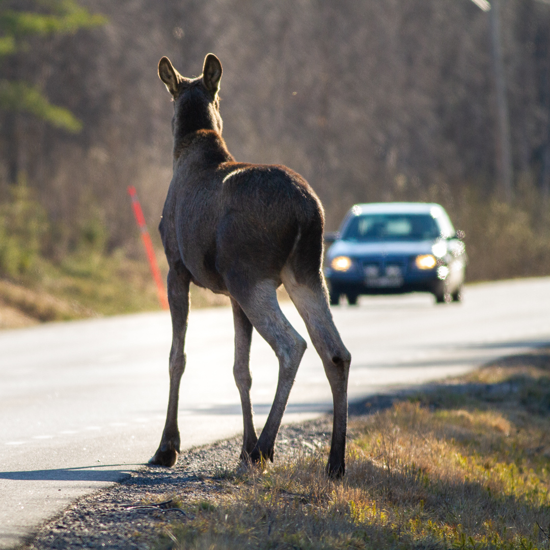 Älg vid bilväg. Foto.