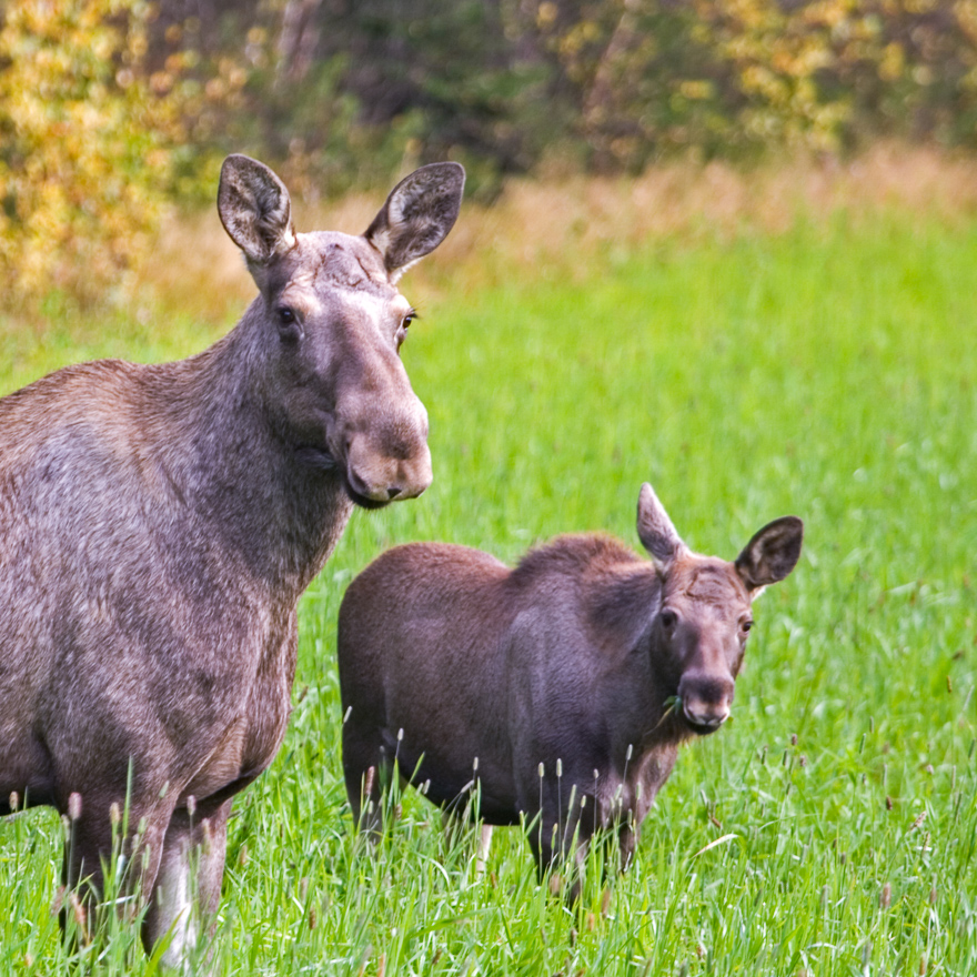Älgko och kalv. Foto.