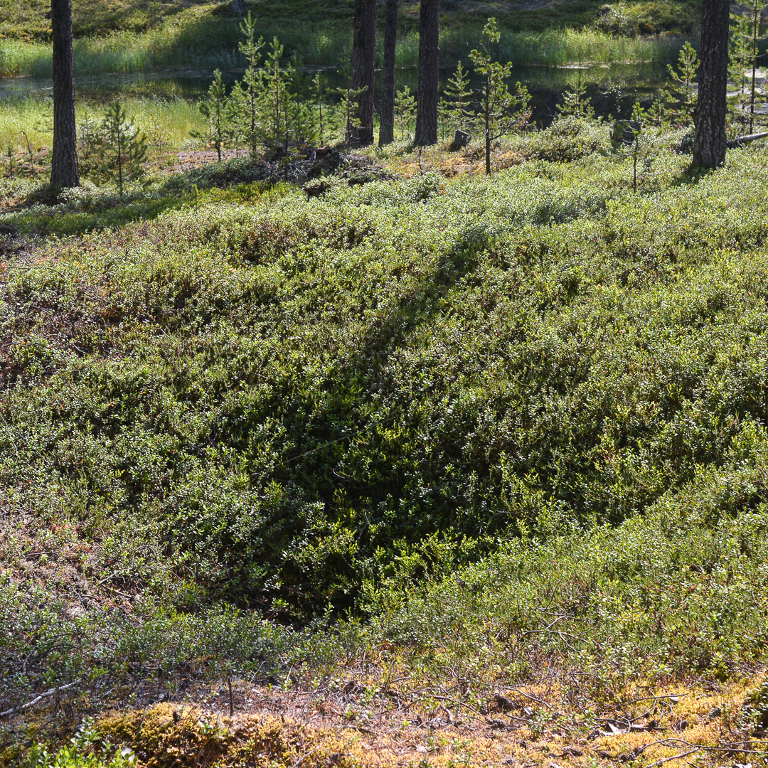 Övervuxen grop i skog. Foto.