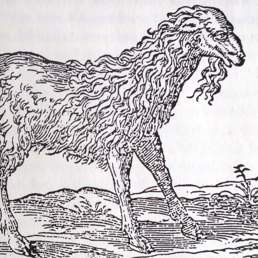 Historisk illustration av en älg.