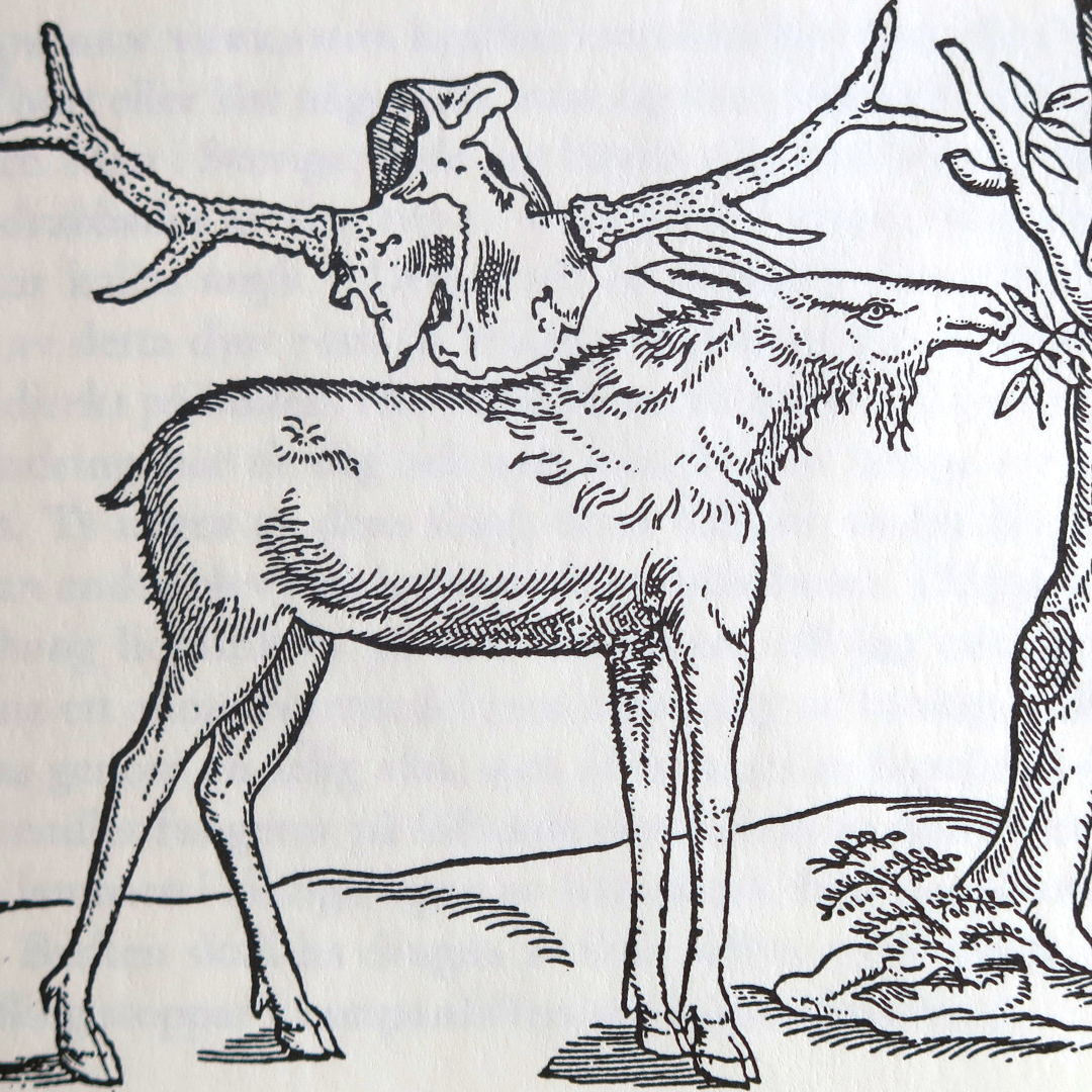 Illustration av älg.