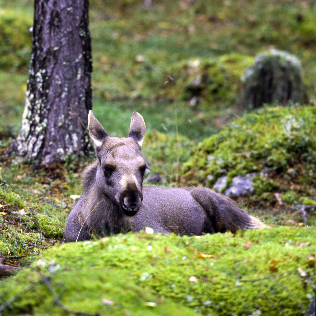 Älgkalv i skog. Foto.