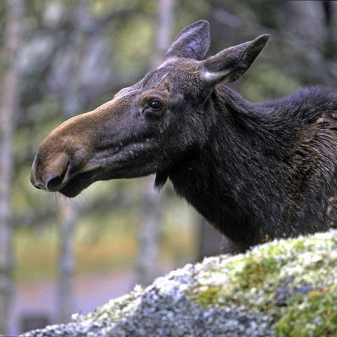 Älg i skog. Foto.