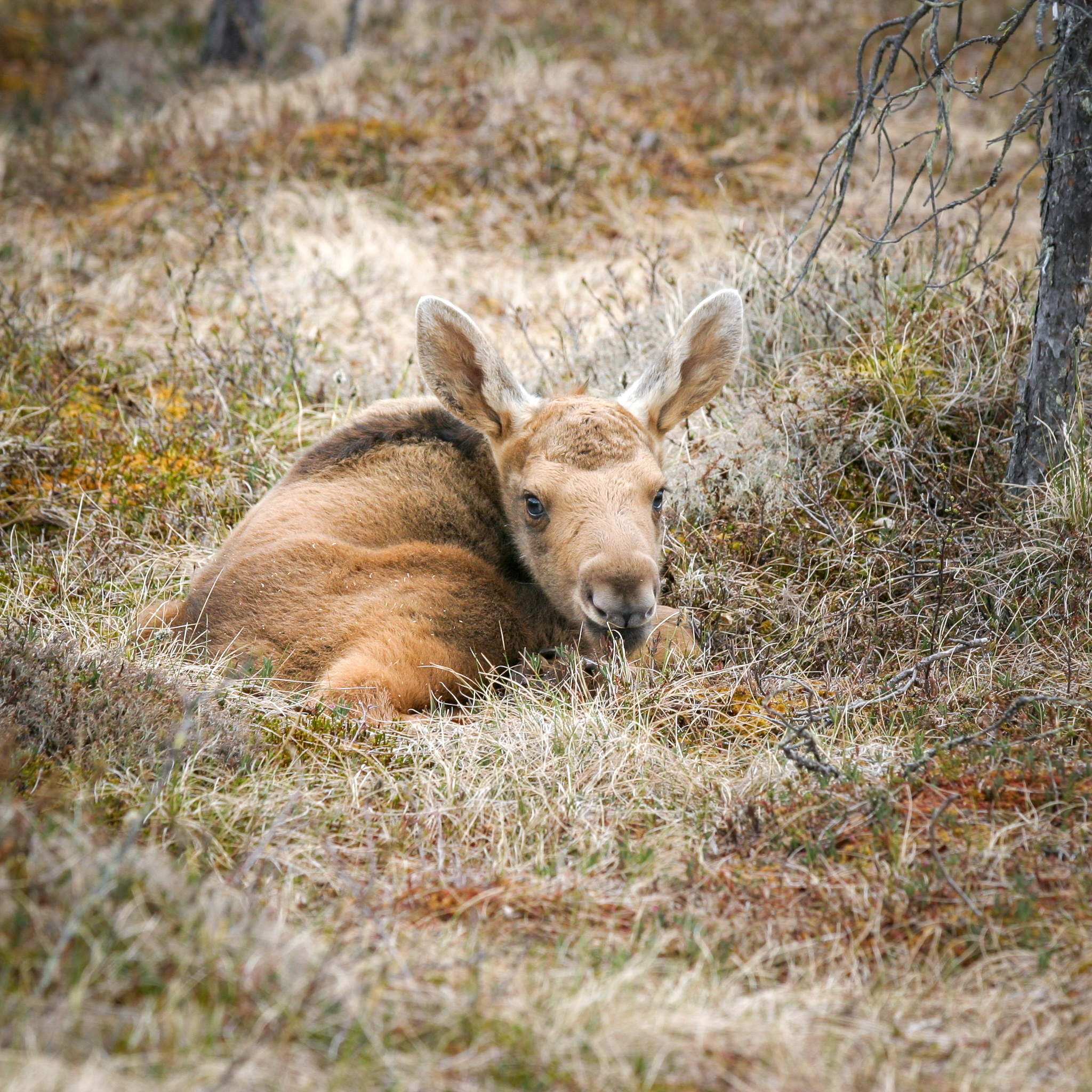 Älgkalv som ligger ned. Foto.