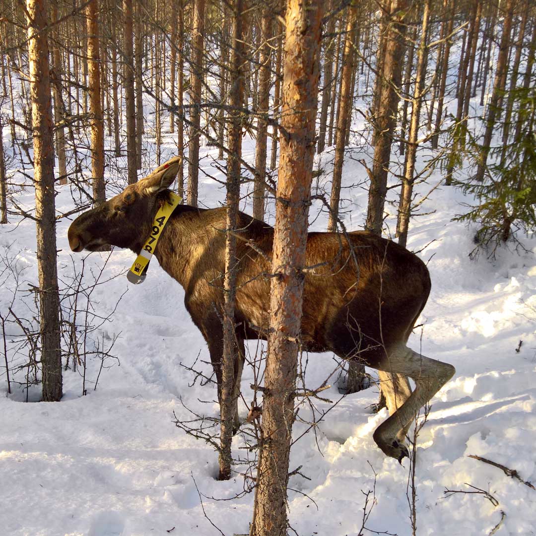 Älg med halsband. Foto.