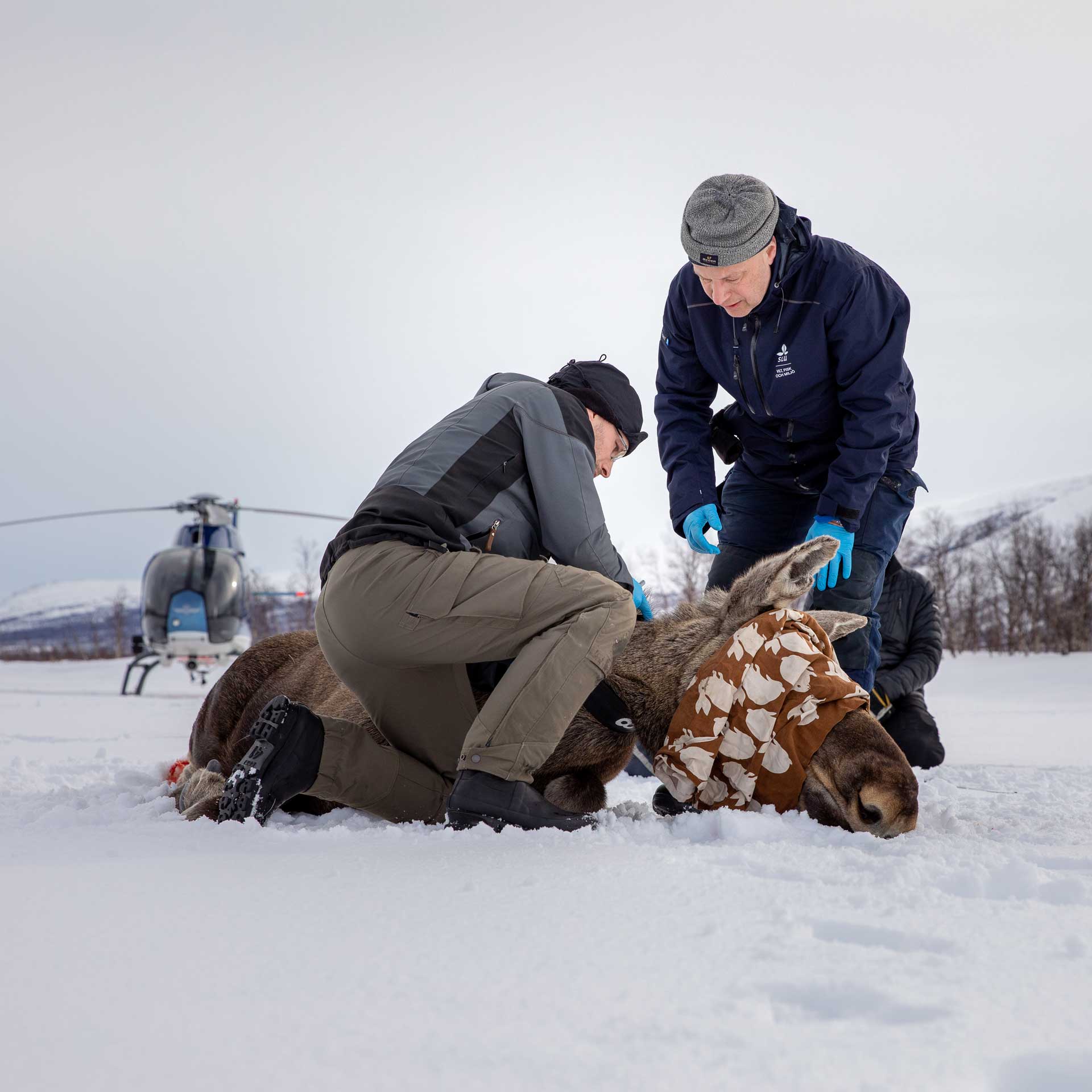 Två forskare vid en liggande älg med ögonbindel. Foto.