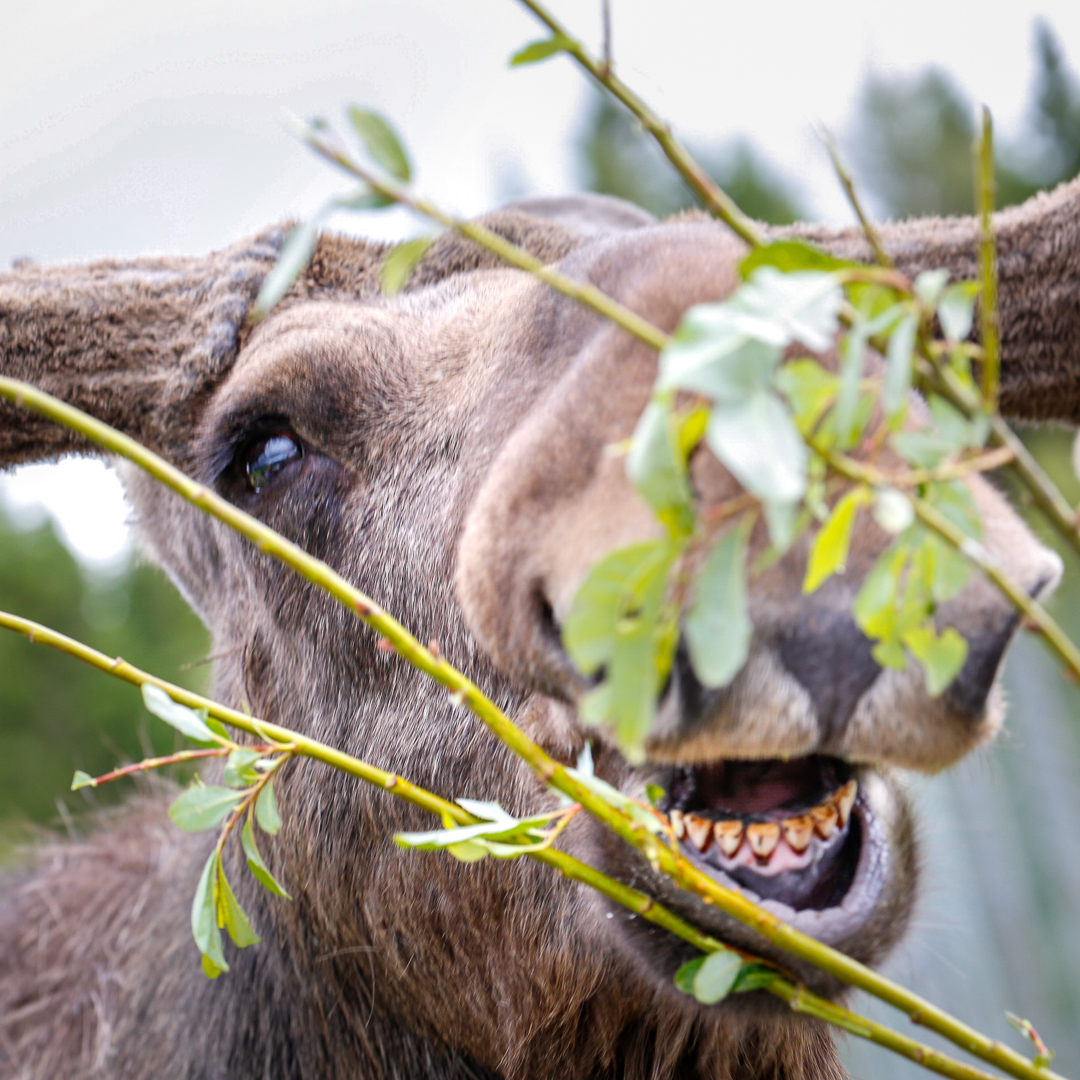 Älg som betar. Foto.