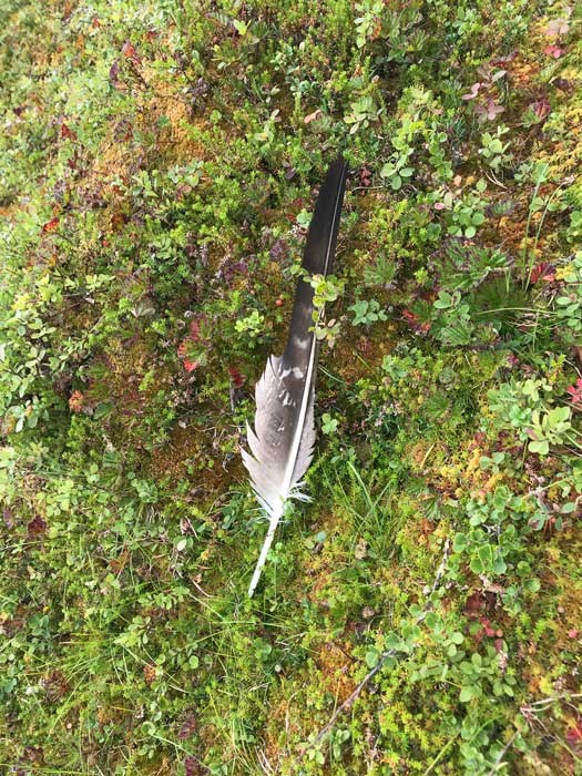 A primary feather of Golden Eagle.