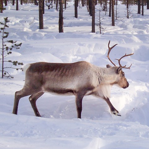 Reindeer during winter. Photo.