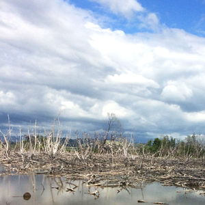 Skadade träd efter orkanens framfart. Foto.