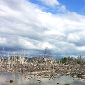Skadade träd efter orkanens framfart. Foto.