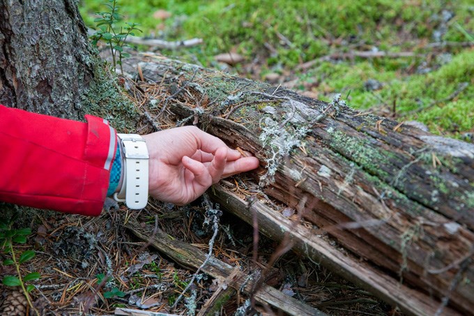 Hand som undersöker en del av ett dött träd. Foto.
