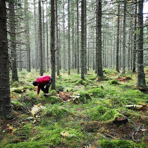 Person med röd ryggsäck i skog. Foto.