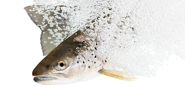 Lax med luftbubblor runt sig. Foto.