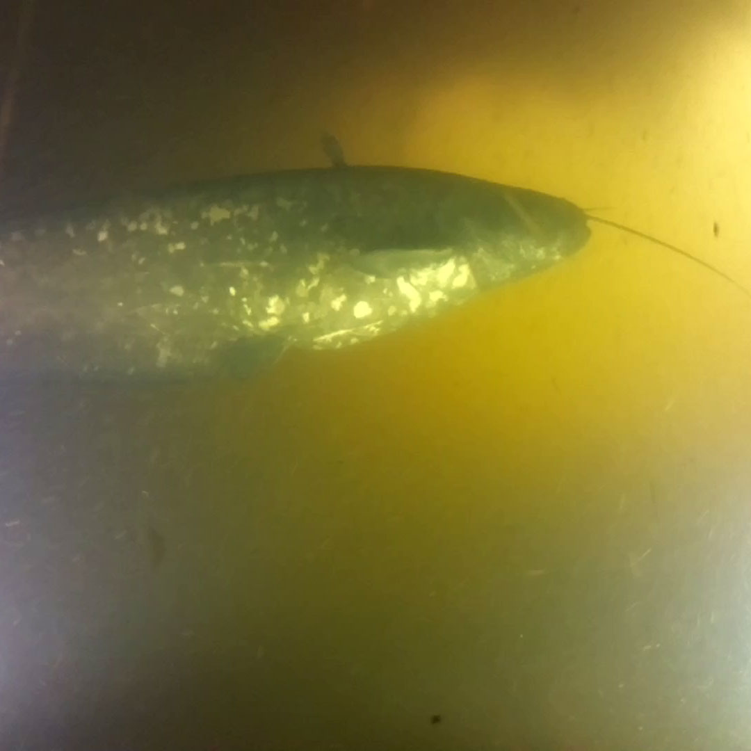 Mal fotad under vattnet.