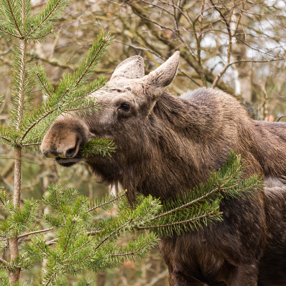 Moose grazing. Photo.