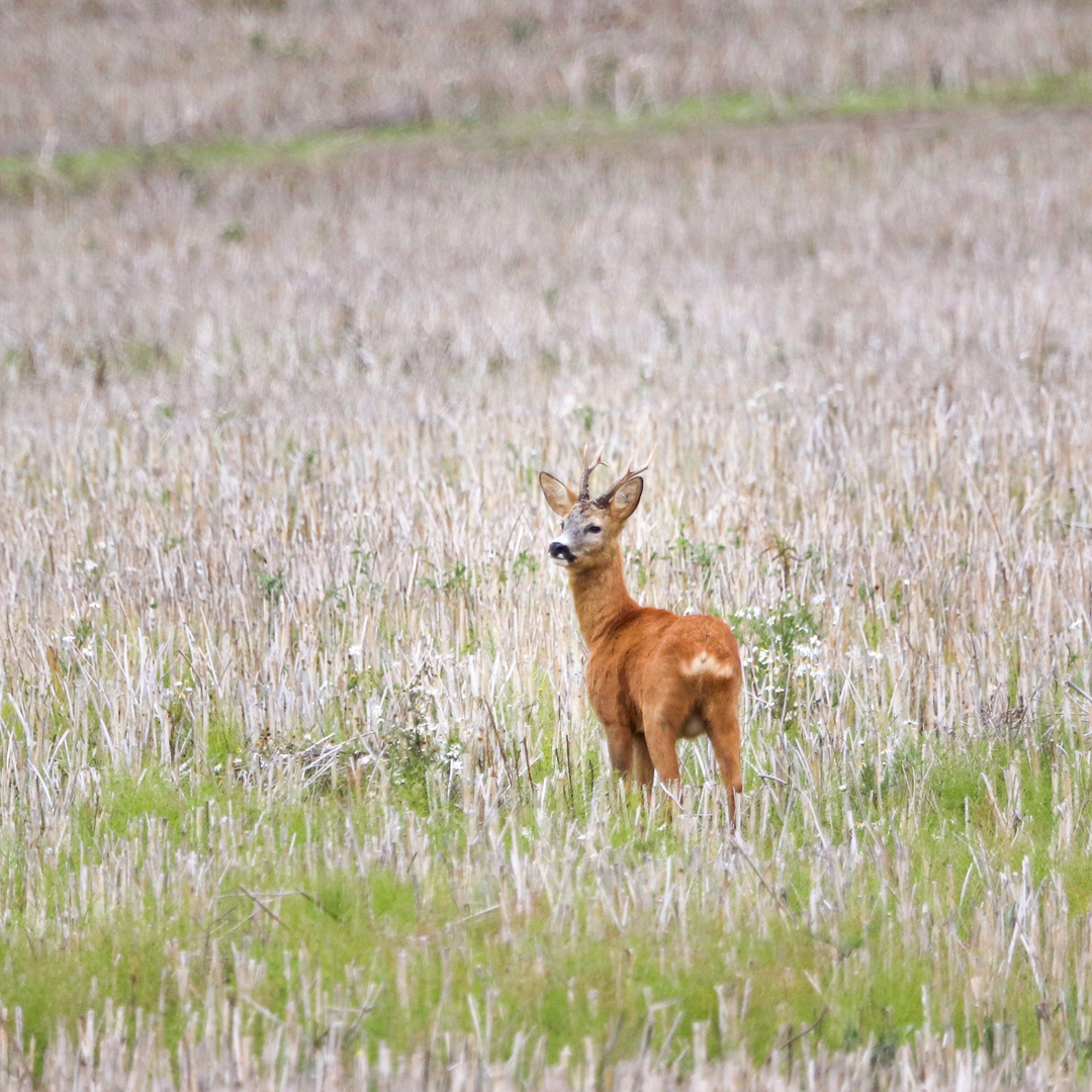 Rådjur på ett fält. Foto.