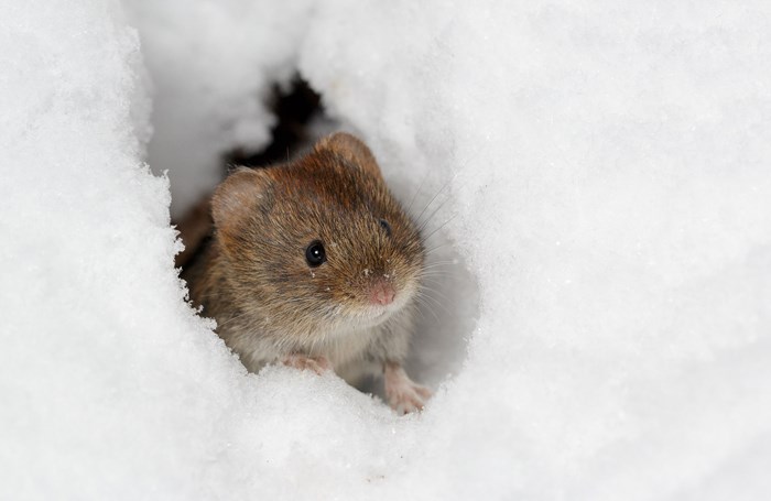 Sork i snö. Foto.