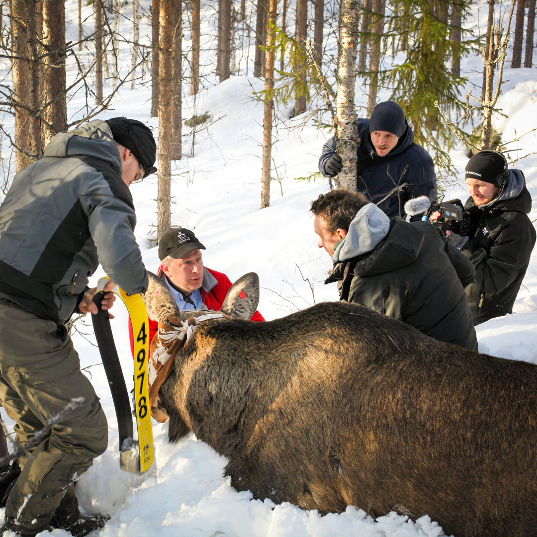 Forskare arbetar med sövd älg. Foto.