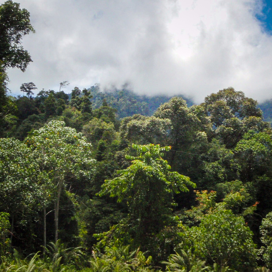Regnskog under dimmig himmel. Foto.