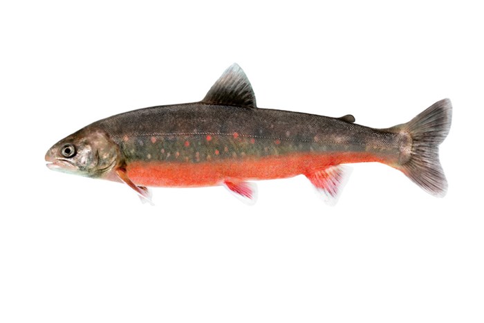Fisk med röda fjäll undertill. Foto.