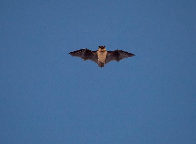 Flygande fladdermus mot blå himmel. Foto.