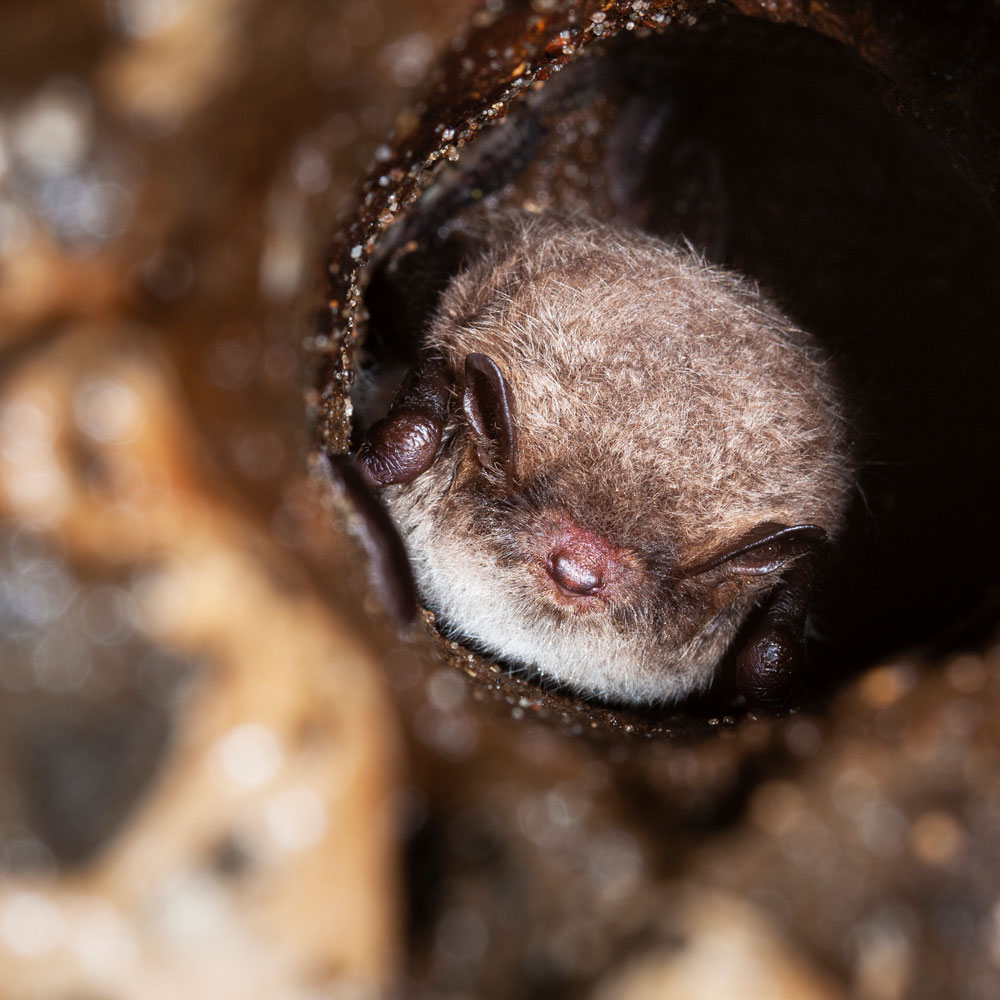 Sovande fladdermus. Foto.