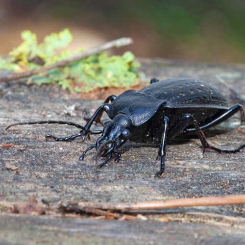 Black insect on wood.