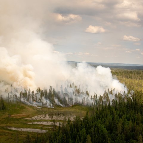 Kraftig rök som stiger upp från en skog.