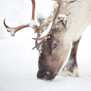 Ren letar mat i snön. Foto.