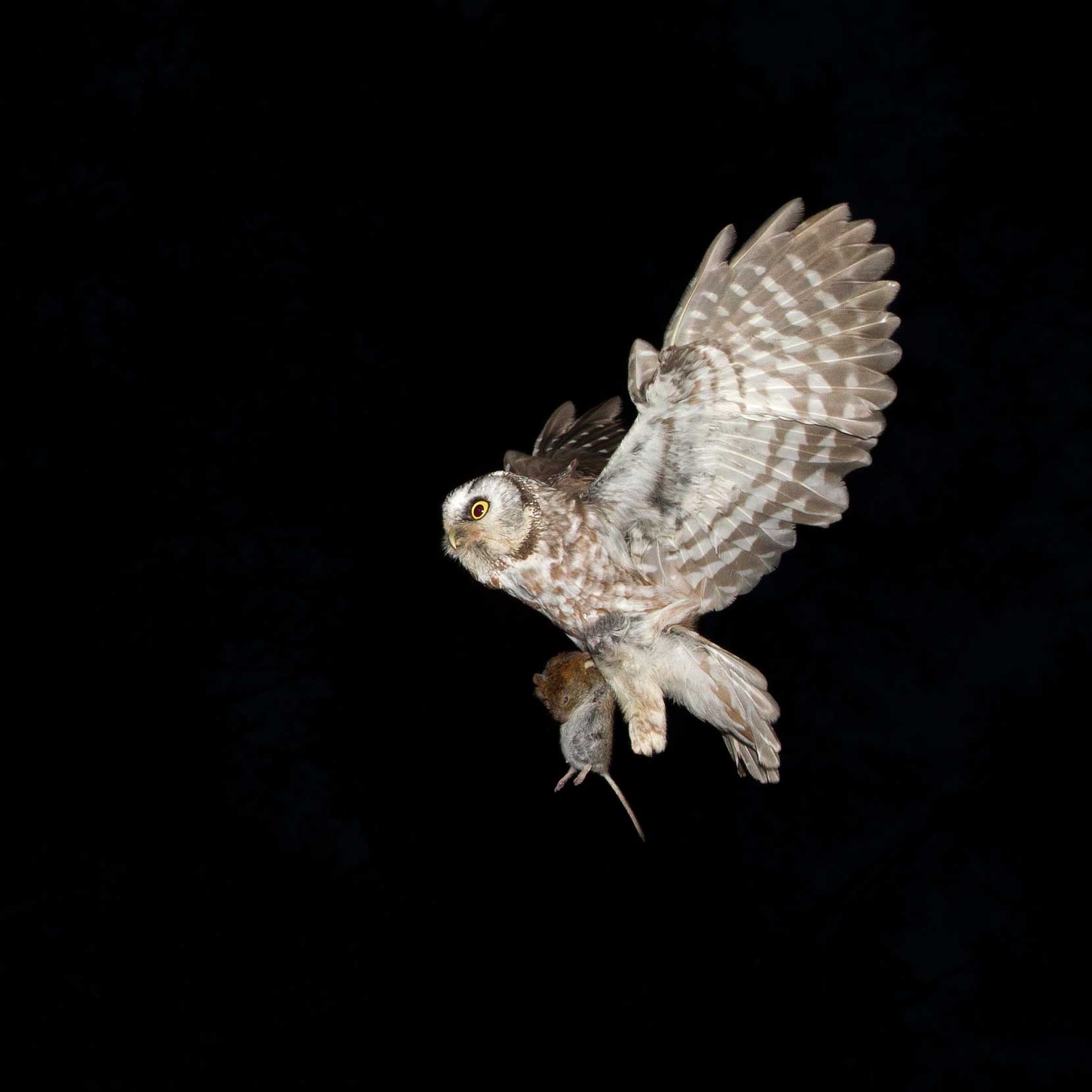 Flygande pärluggla med en sork i klorna. Foto.