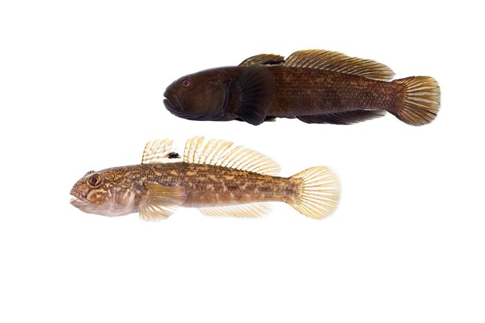 Två svartmunnade smörbultar fotograferade mot vit bakgrund. En fisk är ljusare och en mörkare.