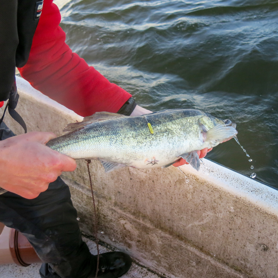 Fisk med stygn på buk och en gul bricka på sidan. Foto.