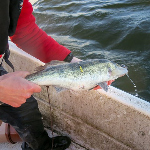 Fisk med stygn på buk och en gul bricka på sidan. Foto.