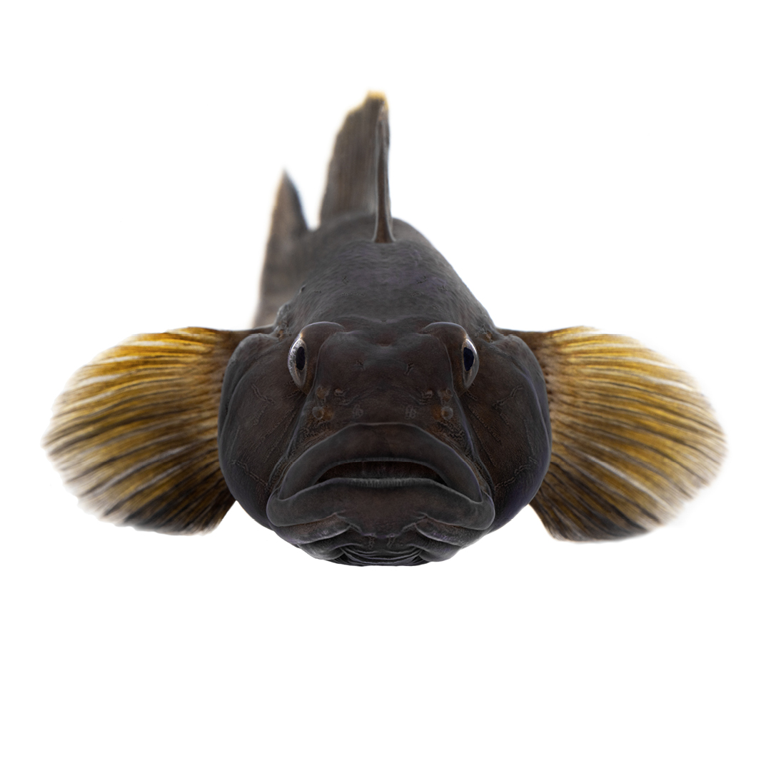 Svartmunnad smörbult fotad framifrån mot vit bakgrund.